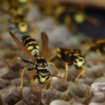 control-plagas-avispas-valladolid-massim