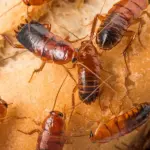 cucarachas_Americanas